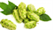 Хмель Жатецкий SAAZ, Чехия, 50 гр 26006